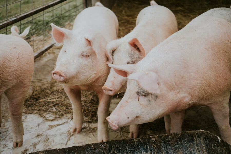 В Хабаровском крае обнаружена чума свиней В Приамурье усилены меры безопасности