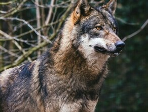 Неподалеку от Чигирей заметили волка