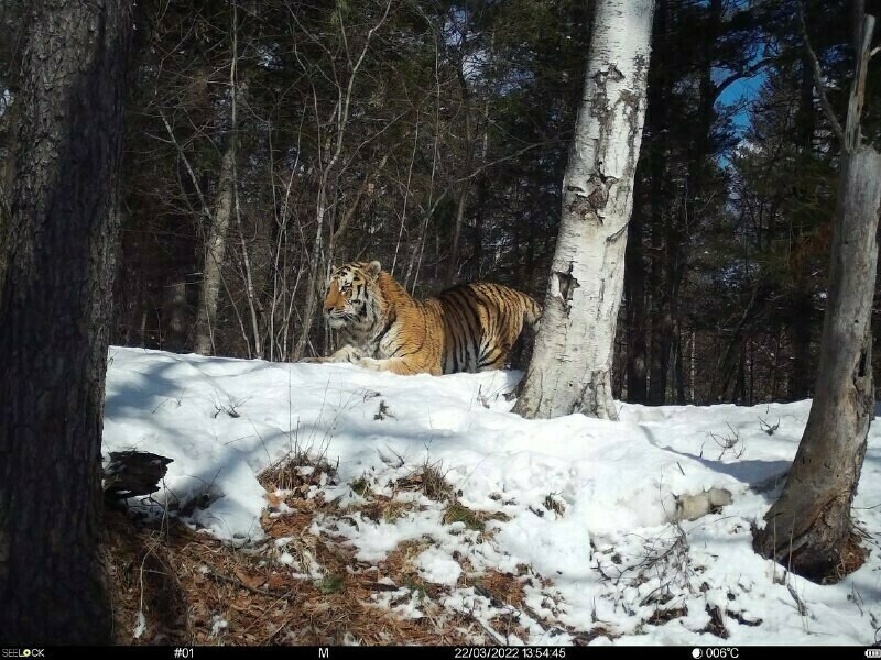 В Приамурье тигр вышел на дорогу