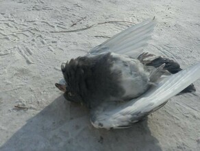 В Благовещенске от сильных морозов гибнут птицы