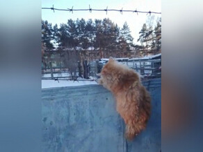 Котенка повисшего шеей на колючей проволоке спасли в Приамурье видео