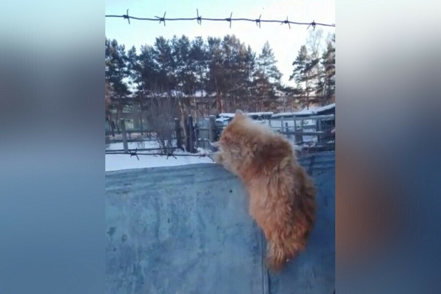 Котенка повисшего шеей на колючей проволоке спасли в Приамурье видео