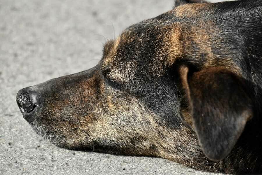 Глава Приамурья раскритиковал закон о безнадзорных собаках назвав его неработающим 