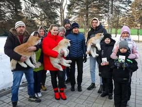 Стало известно кому подарил щенков акитаину губернатор Приморья Олег Кожемяко фото