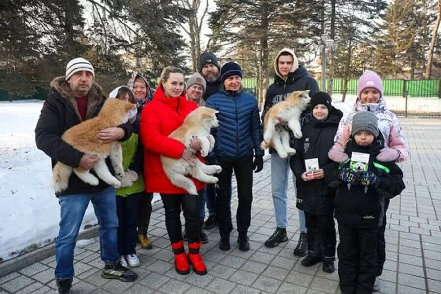 Стало известно кому подарил щенков акитаину губернатор Приморья Олег Кожемяко фото