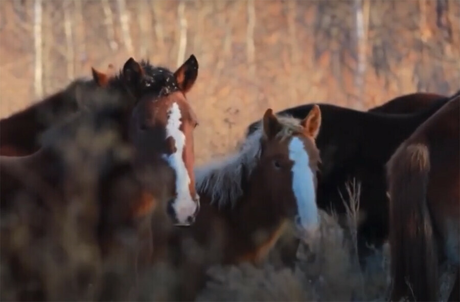 В Китае напротив Амурской области выращивают морозоустойчивых лошадей породы Хэйхэ