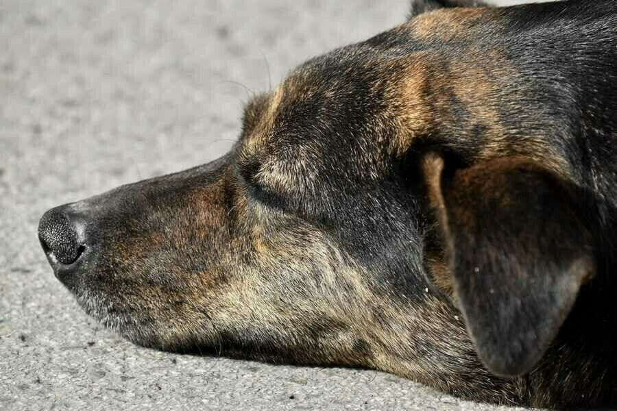 В мессенджере амурчан появились сообщения об отстреле безнадзорных собак 