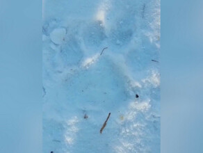 В Приамурье тигр украл собаку прямо со двора видео 