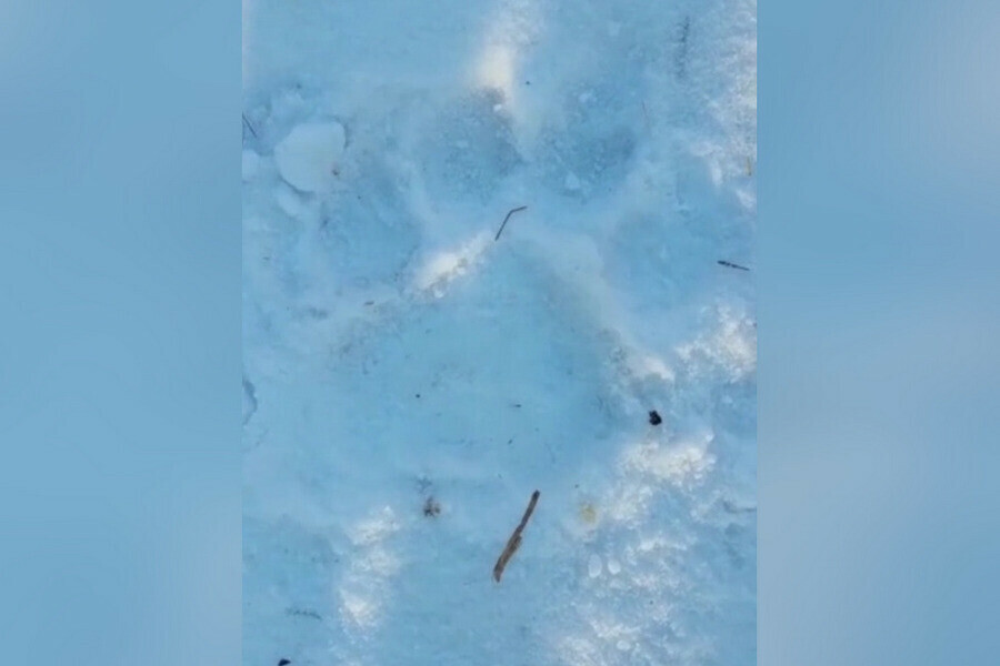 В Приамурье тигр украл собаку прямо со двора видео 