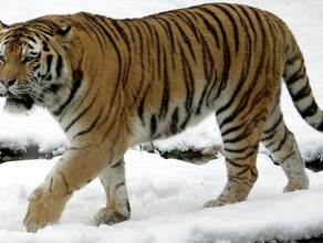 Под Хабаровском отловлен тигр который две недели держал в страхе весь город