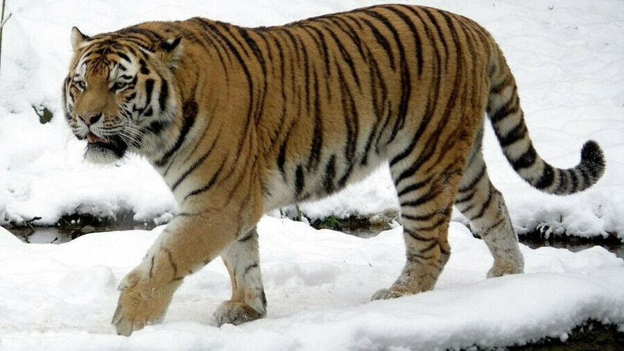 Под Хабаровском отловлен тигр который две недели держал в страхе весь город