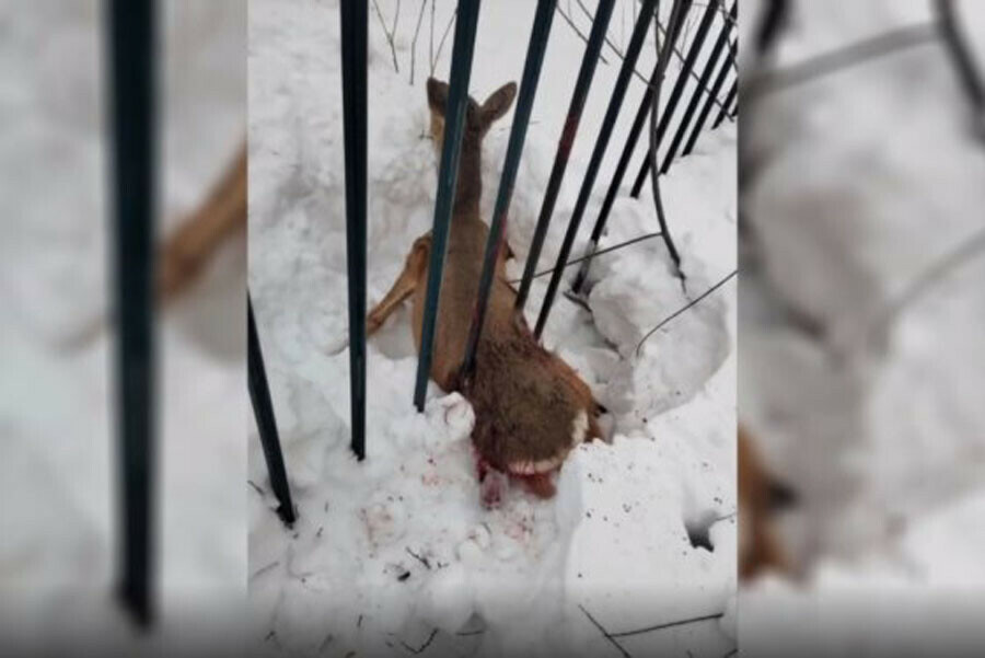 В Приморье полицейские отбили косулю у стаи собак  