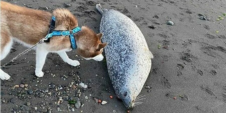 В Камчатгидромете заявили что морскую живность выбросило на берег изза шторма