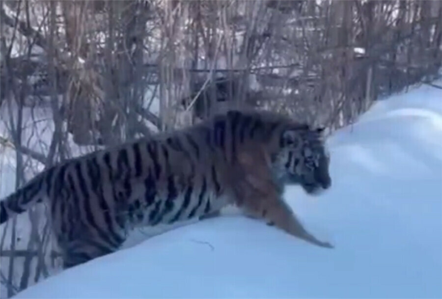 Конфликтных тигров Хабаровского края разрешили выловить и увезти