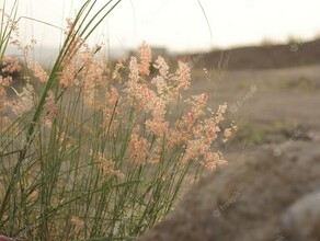 У амурского арендатора свыше 116 гектаров сельхозземель заросло сорной травой  