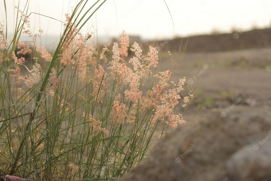 У амурского арендатора свыше 116 гектаров сельхозземель заросло сорной травой  