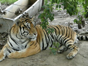 Эксперты в Приморье приступят к исследованию трупа убитого в Амурской области тигра Павлика