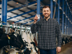 В Амурской области увеличится количество коров и будет больше молока