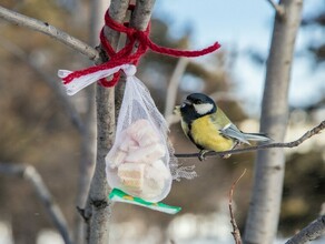 Снег и ветер прогноз погоды на 13 февраля в Амурской области