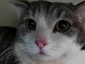 Прооперирован кот Митя спасенный из взорвавшегося газа в жилом доме