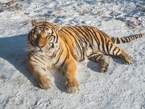 Информацию о съеденном тигром охотнике прокомментировали в центре Амурский тигр 