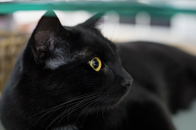 Не отдавайте черных кошек Зоозащитники предупреждают амурчан об опасности