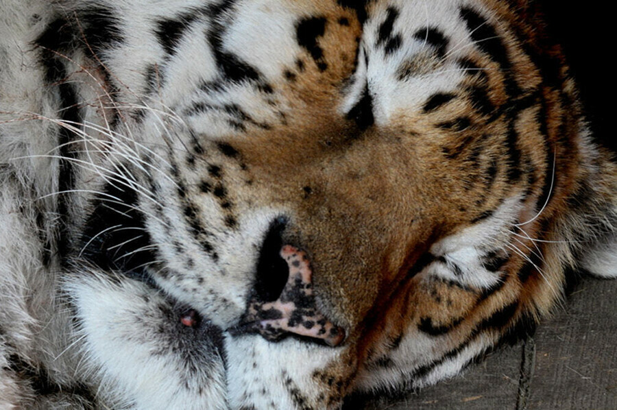 После нападения тигра охотник в тяжелейшем состоянии находится в больнице Хищник убит фото