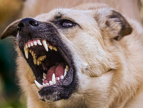 В Приамурье эксруководителя организации осудили за расплодившихся собак Вину она не признала