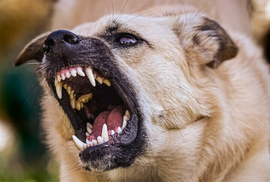 В Приамурье эксруководителя организации осудили за расплодившихся собак Вину она не признала