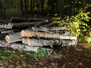 Амурчанину пришлось выплатить ущерб за незаконную рубку сосен