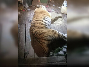 Центр Амурский тигр не было случаев чтобы тигр атаковал через окно
