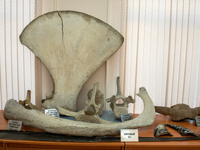 Мумию коня и скелет детеныша кита найденного в Амуре показал школьникам музей ДальГАУ