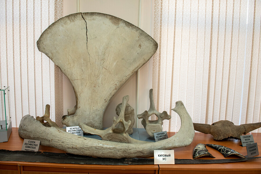 Мумию коня и скелет детеныша кита найденного в Амуре показал школьникам музей ДальГАУ