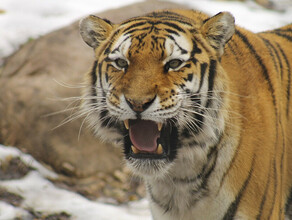 В 10 километрах от Райчихинска гуляла молодая тигрица Конфликтная группа следит