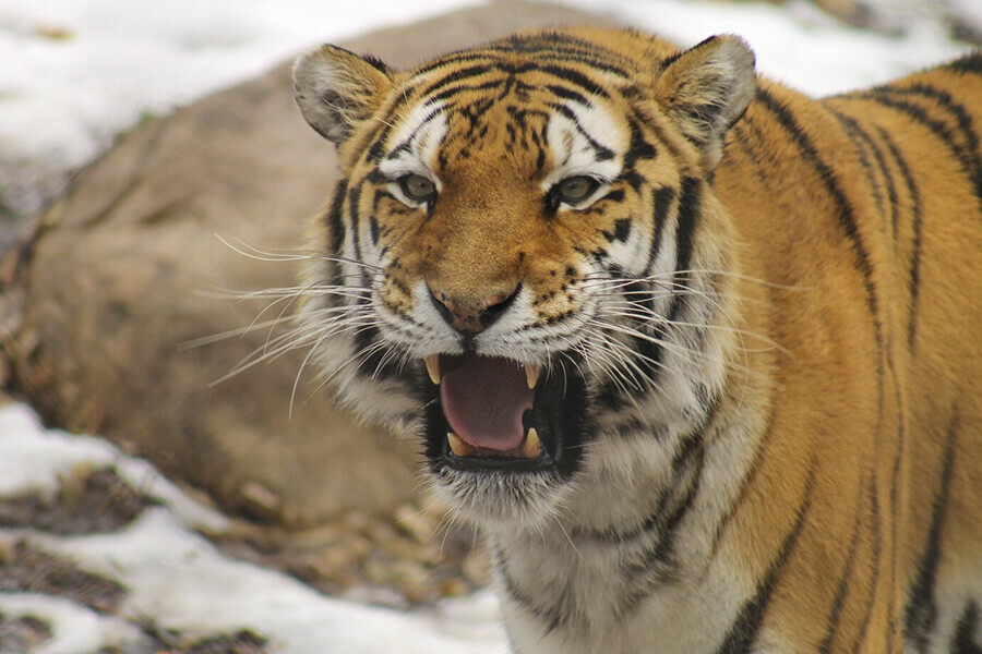 В 10 километрах от Райчихинска гуляла молодая тигрица Конфликтная группа следит