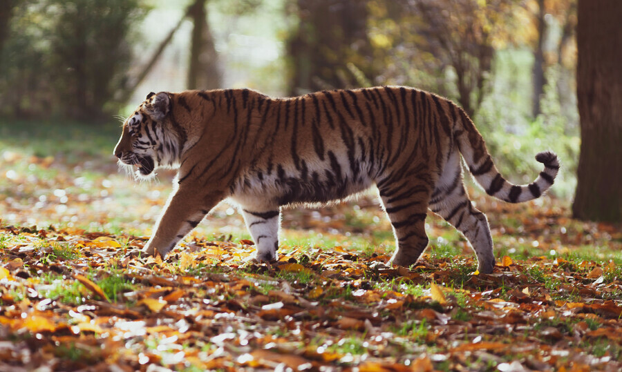 В Хабаровском крае нашли останки погибшего амурского тигра