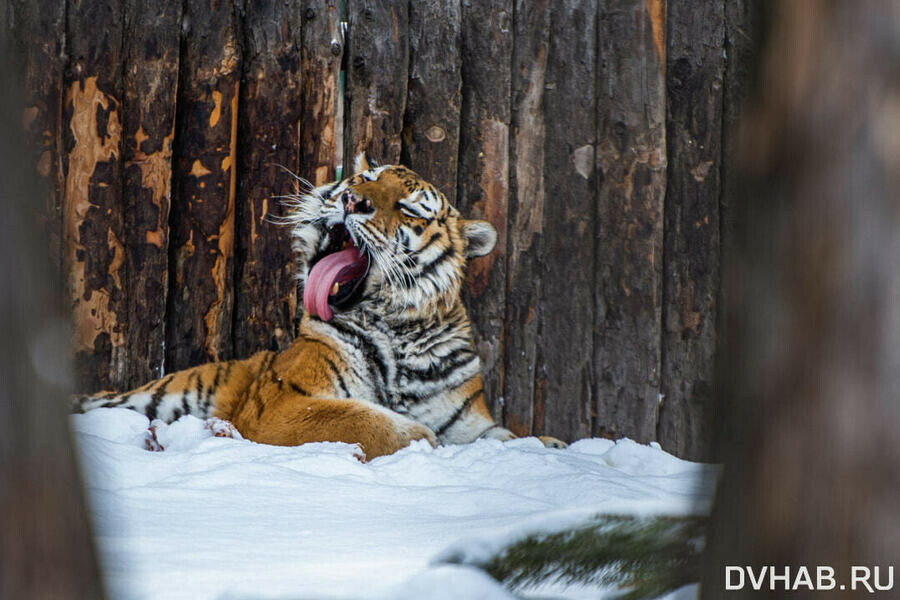 В Хабаровском крае исхудавшая тигрица вышла к людям в поисках пищи 