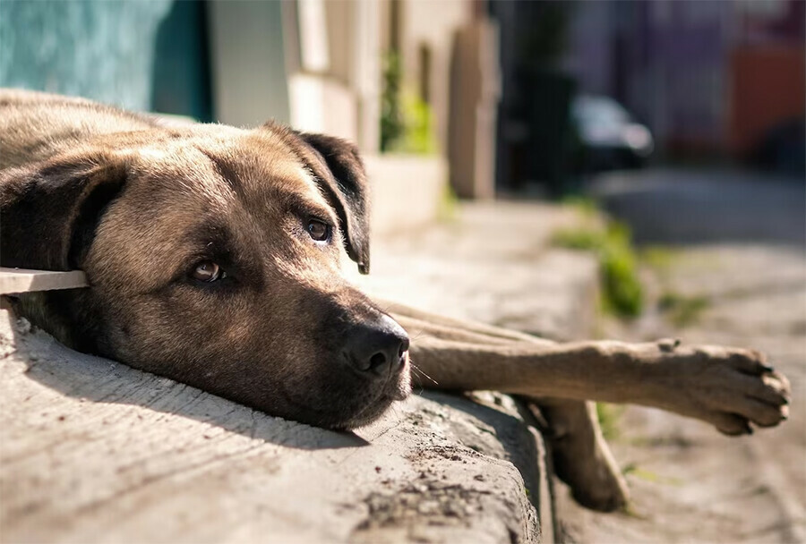 В Белогорске снова принимают безнадзорных собак и платят  за них деньги