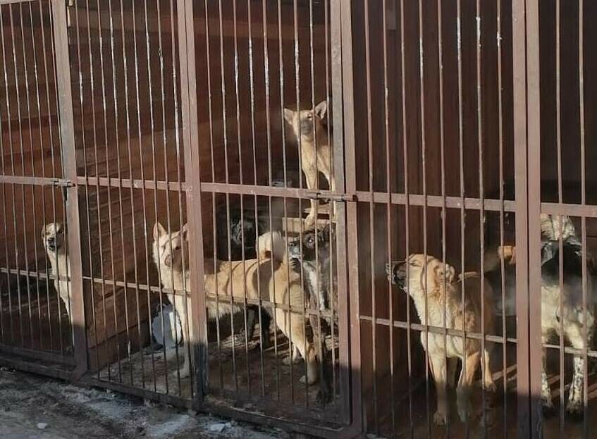  Спасти Остров спасения в администрации Благовещенска ради сохранения приюта для животных инициируют изменения в документах