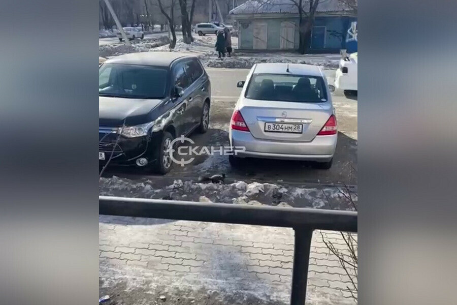 Беличьи бега водителей Благовещенска просят быть внимательнее видео 