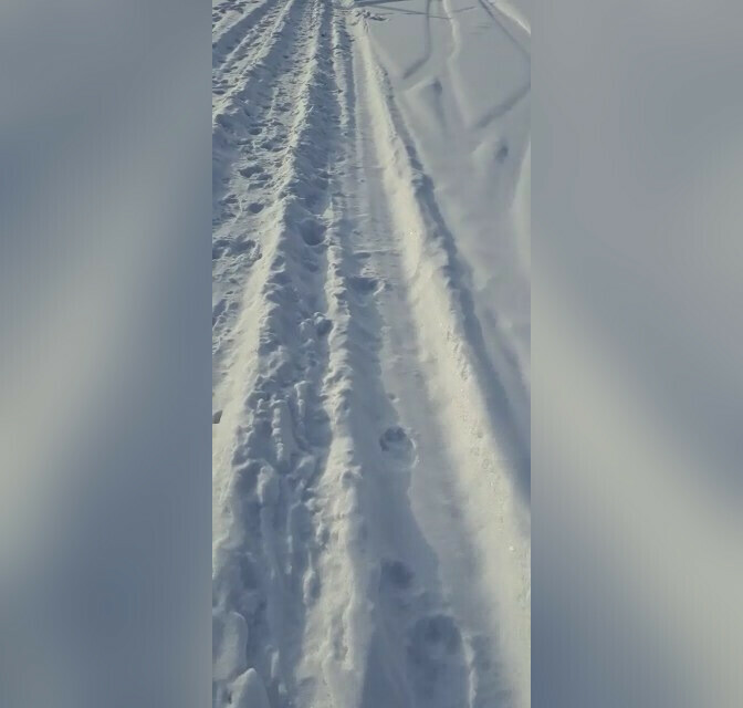 Снова тигр Сразу в двух районах Амурской области жители заметили следы крупного зверя видео