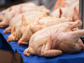 Крупную партию куриного мяса с антибиотиками обнаружили на Дальнем Востоке