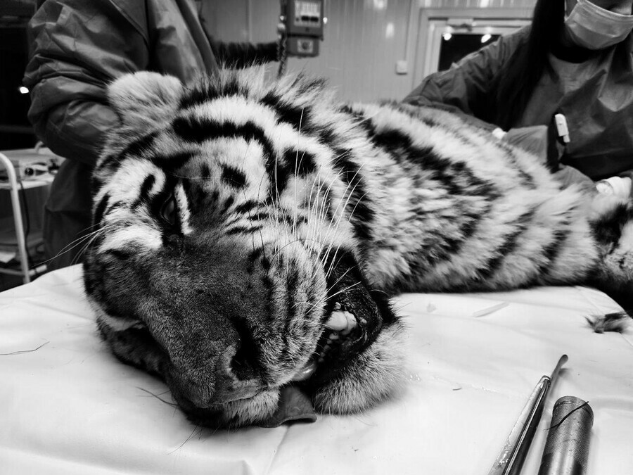 Тигр который загрыз несколько собак в Хабаровском крае умер