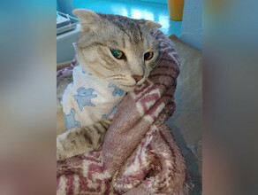 В Бурейском районе ветеринары спасли кошку которая не могла окотиться