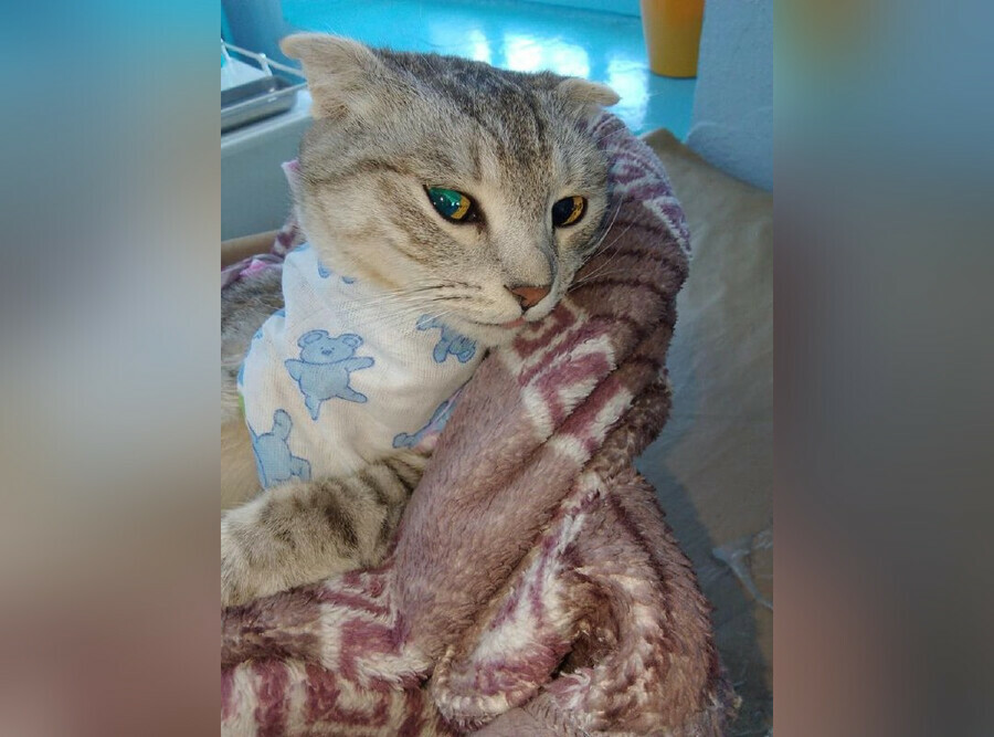 В Бурейском районе ветеринары спасли кошку которая не могла окотиться