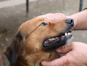Смертельно опасное для человека заболевание выявили у собаки в Приамурье Введен карантин 