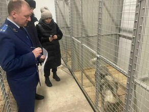 Прокуратура проверила приют для животных в Тынде Что показала проверка 
