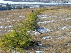 Дальневосточный журналист обнаружил на сопке странный ритуал с огненными кругами из ёлок