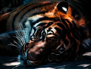 В Приморье найден мертвым амурский тигр Тушу обнаружили в холодильнике