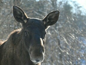 Браконьеры в Приамурье так рьяно пытались скрыться от охотоведов что забыли на дороге пассажирку 